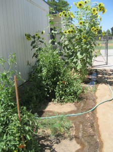 Tomatoes, and carrots and sunflowers -- Oh My!